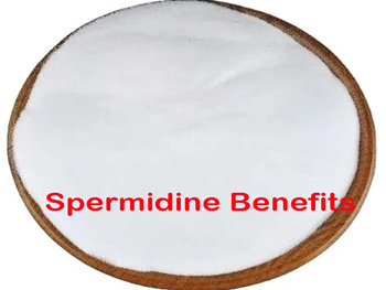 What Is Spermidine Good For?